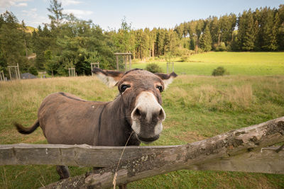 A donkey stands on the meadow in natural landscape. wide angle photo 