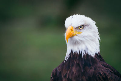 Close-up of bald eagle