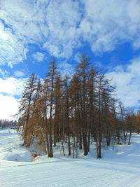 Trees in forest during winter