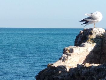 Seagull on rock by sea against clear sky