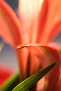 Close-up of orange day lily blooming outdoors