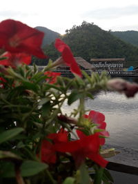 Close-up of red flowers against sky