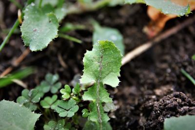 plant