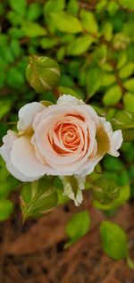 High angle view of rose roses