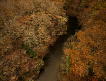 High angle view of trees in forest