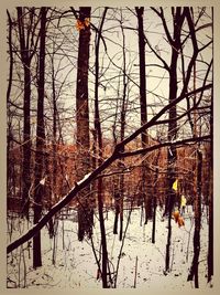 Bare trees in snow covered landscape