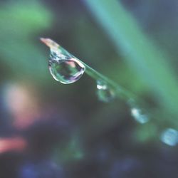 Close-up of water drops on leaf