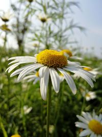 Close-up of white flowering plant