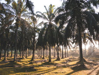 Palm trees on field against sky