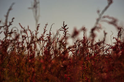 Close-up of plants on field against sky