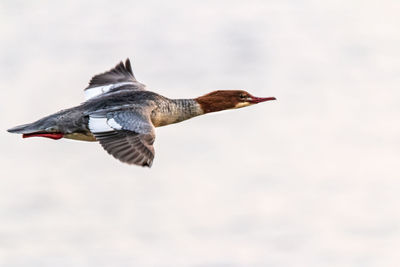 Close-up of female goosander - merganser flying against the sky