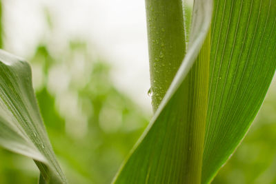 Close-up of fresh green leaves