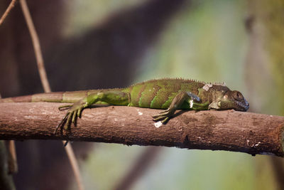 Close-up of a lizard on tree