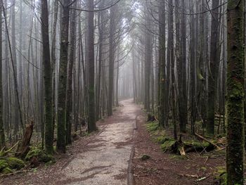 Footpath amidst trees in forest