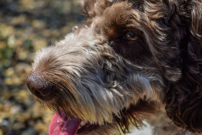 Close-up of dog