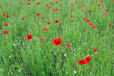 Red poppy flowers on field