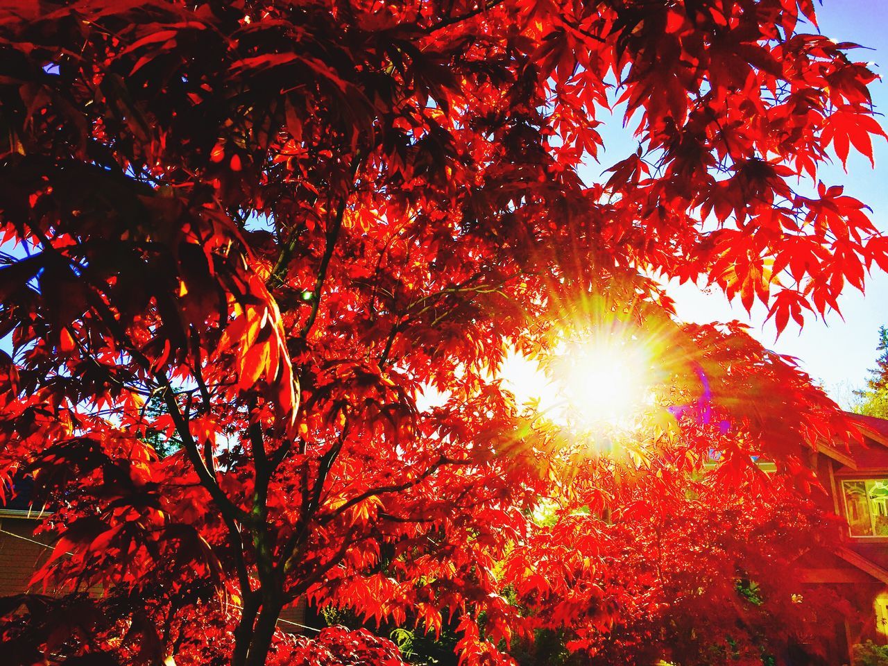 tree, branch, low angle view, sun, growth, beauty in nature, nature, sunlight, tranquility, red, sky, sunbeam, scenics, autumn, silhouette, sunset, outdoors, no people, orange color, season