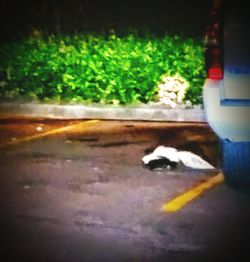 Close-up of cat on road