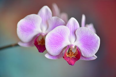 Close-up of pink orchids - natural beauty