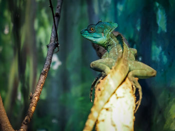 Close-up of frog on tree trunk