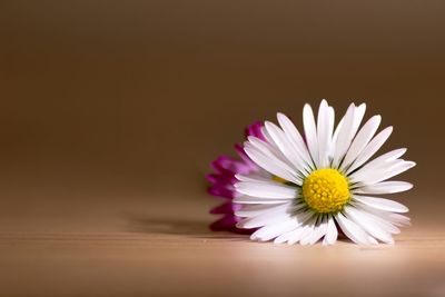 Close-up of white daisy flower