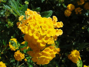 Close-up of yellow flowering plant