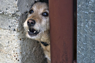 Portrait of dog looking through camera