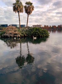 Palm trees by plants against sky