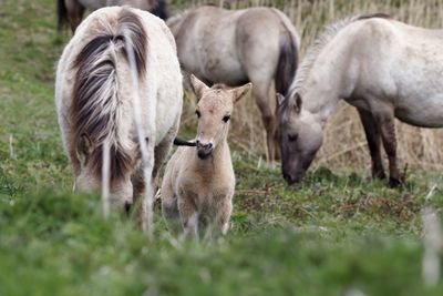 Horses and foal on grassy field