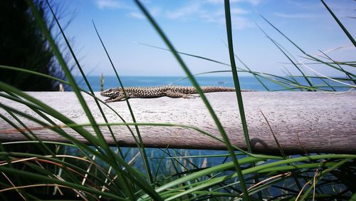 Lizard on wood amidst grass against sea