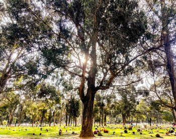 Trees in park against sky