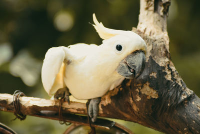 Close-up of a bird