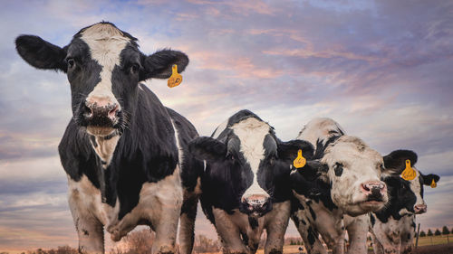 Portrait of cows standing against sky