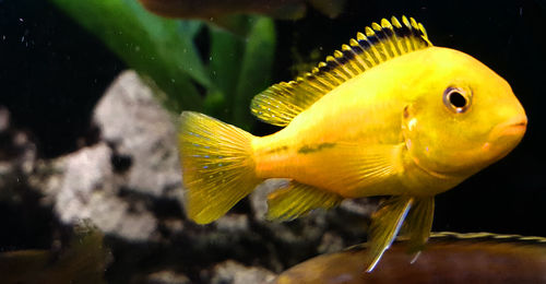 Close-up of fish in aquarium