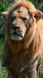 Close-up of lion