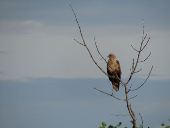 Low angle view of bird perching on branch against sky