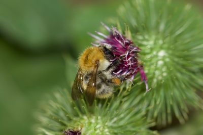 Close-up of bee pollinating on flower