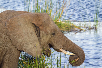 Side view of elephant in water