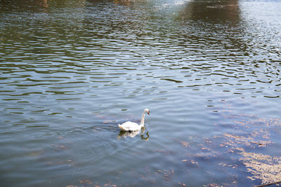 High angle view of swans swimming in lake