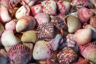 Full frame shot of seashells