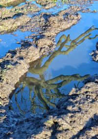 Reflection of tree in water against sky