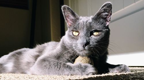 Close-up portrait of a cat at home