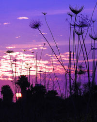 Silhouette plants against dramatic sky during sunset