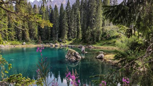 Scenic view of lake in forest