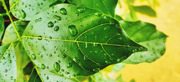 Close-up of raindrops on leaves
