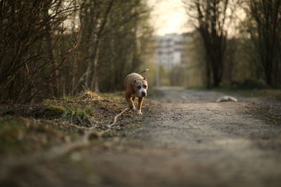 Dog running on road