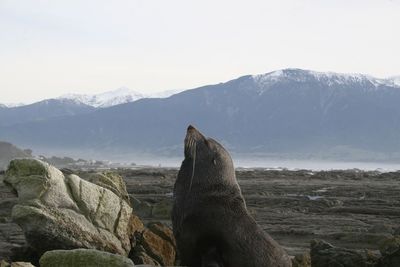 Sea lion looking the sky in front of new zealand mountains