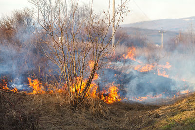 A large fire flame destroys dry grass and tree branches along the road.