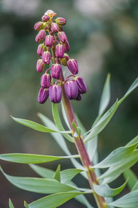 Close-up of purple flowering plant