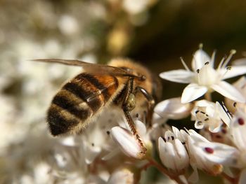 Bee pollinating stone crop flowers